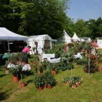 Bieri fuchsias