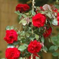 Jardins 05 (68)